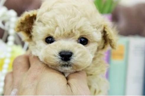 成約済の大阪府のトイプードル-15109の1枚目