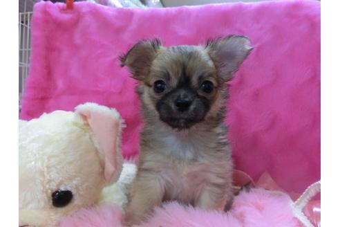 成約済の京都府のチワワ-15126の3枚目