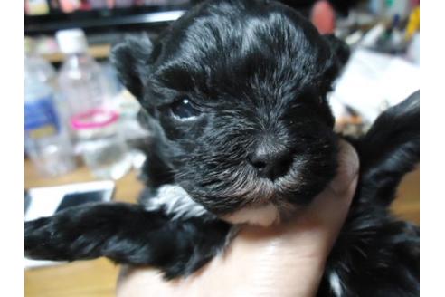 成約済の栃木県のミックス犬-15142の1枚目