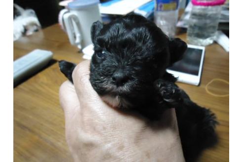 成約済の栃木県のミックス犬-15142の2枚目