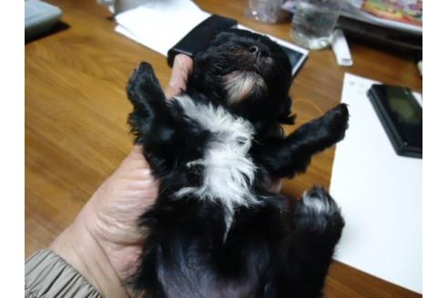 成約済の栃木県のミックス犬-15142の3枚目