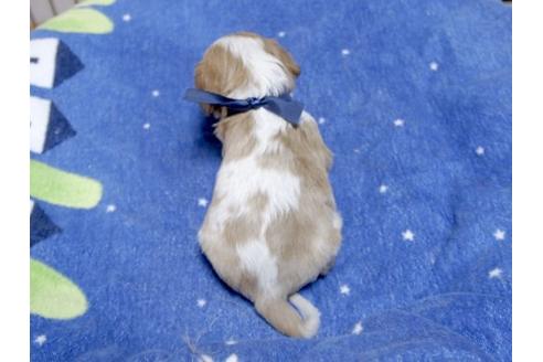 成約済の埼玉県のキャバリアキングチャールズスパニエル-14500の3枚目