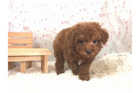 成約済の滋賀県のトイプードル-15147の2枚目