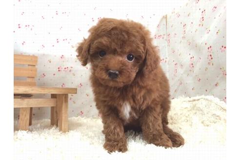 成約済の滋賀県のトイプードル-15147の1枚目