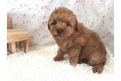 成約済の滋賀県のトイプードル-15148の2枚目