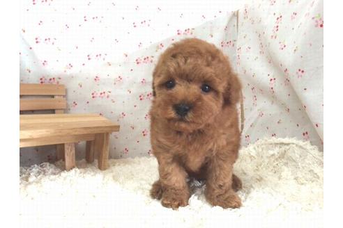 成約済の滋賀県のトイプードル-15148の1枚目