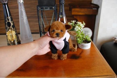 成約済の埼玉県のトイプードル-15153の1枚目