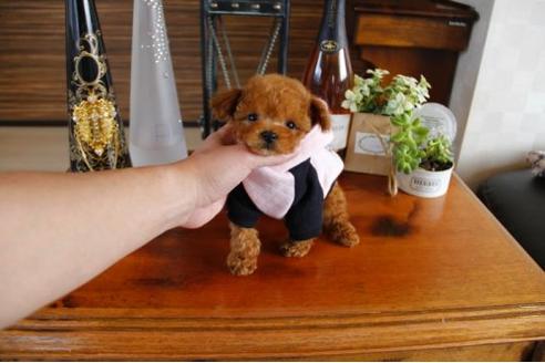 成約済の埼玉県のトイプードル-15153の2枚目