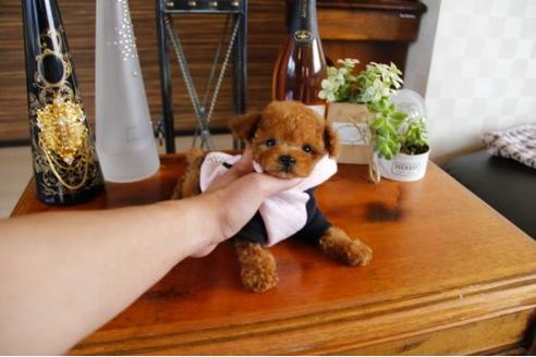 成約済の埼玉県のトイプードル-15153の3枚目