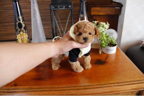 成約済の埼玉県のトイプードル-15154の1枚目