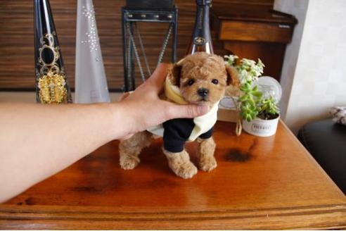 成約済の埼玉県のトイプードル-15154の2枚目