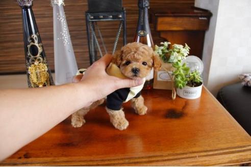 成約済の埼玉県のトイプードル-15154の3枚目