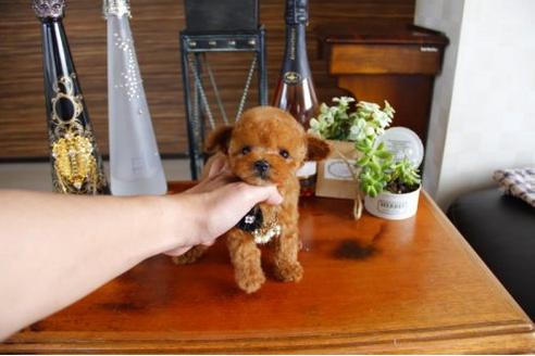 成約済の埼玉県のトイプードル-15155の2枚目