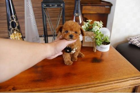 成約済の埼玉県のトイプードル-15155の3枚目