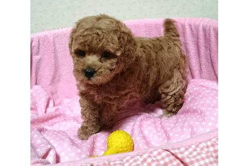 成約済の愛知県のトイプードル-15156の4枚目