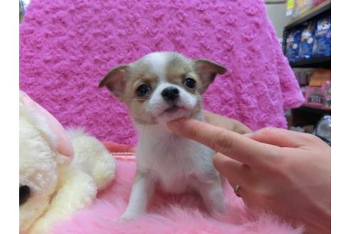 成約済の京都府のチワワ-14828の1枚目