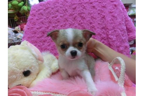 成約済の京都府のチワワ-14828の2枚目