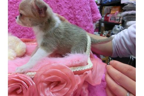 成約済の京都府のチワワ-14828の3枚目