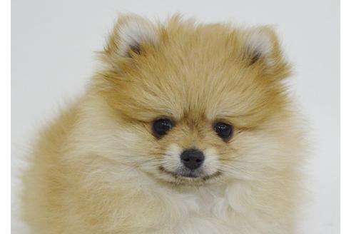 成約済の千葉県のポメラニアン-15182の4枚目