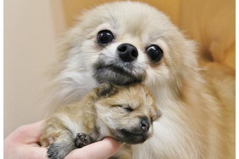 成約済の千葉県のポメラニアン-15182の2枚目