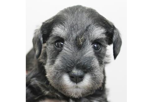 成約済の千葉県のミニチュアシュナウザー-15183の5枚目