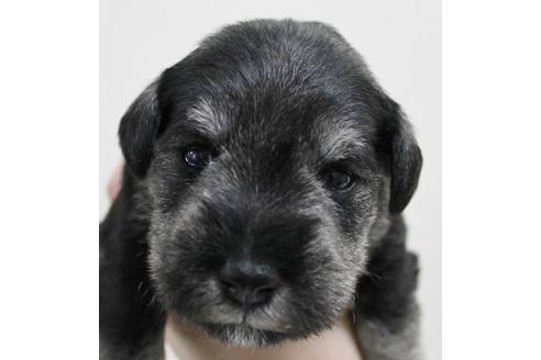 成約済の千葉県のミニチュアシュナウザー-15183の4枚目