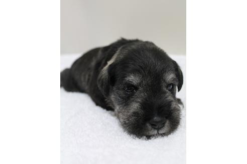 成約済の千葉県のミニチュアシュナウザー-15183の3枚目