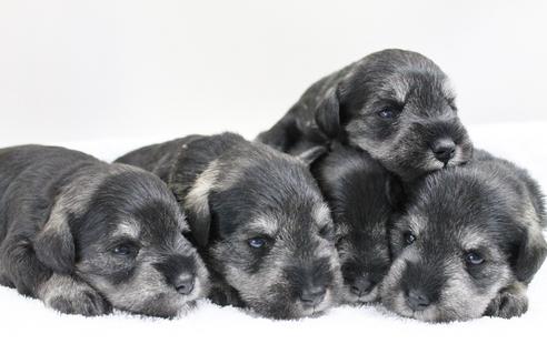 成約済の千葉県のミニチュアシュナウザー-15183の2枚目