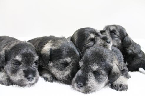 成約済の千葉県のミニチュアシュナウザー-15183の1枚目