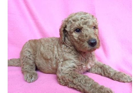 成約済の茨城県のスタンダードプードル-14778の1枚目