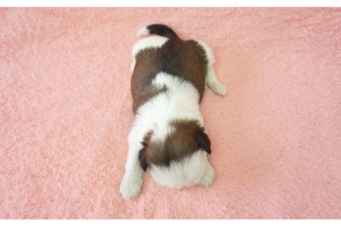 成約済の奈良県のシーズー-15189の2枚目