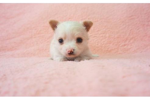 成約済の奈良県のチワワ-15195の3枚目