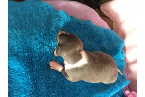 成約済の栃木県のイタリアングレーハウンド(イタグレ)-14457の2枚目
