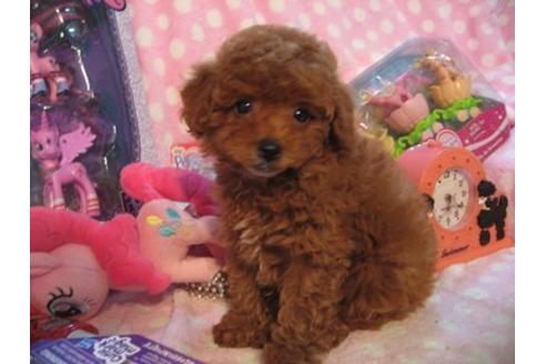 成約済の静岡県のトイプードル-15214の2枚目