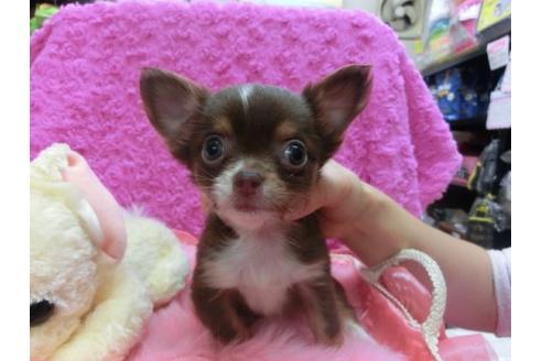 成約済の京都府のチワワ-15218の1枚目