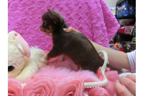 成約済の京都府のチワワ-15218の2枚目