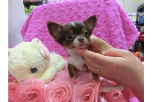 成約済の京都府のチワワ-15218の3枚目