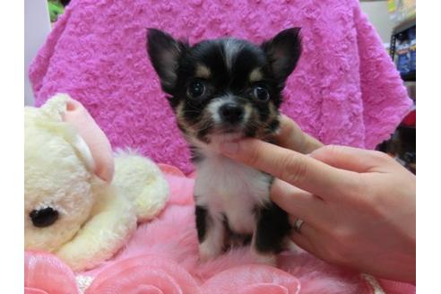 成約済の京都府のチワワ-15219の1枚目