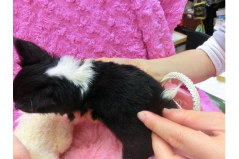 成約済の京都府のチワワ-15219の2枚目