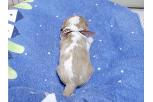 成約済の埼玉県のキャバリアキングチャールズスパニエル-14499の3枚目