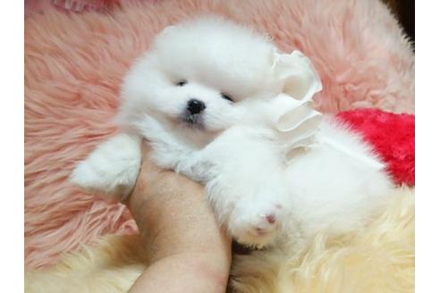 成約済の愛知県のポメラニアン-15224の2枚目