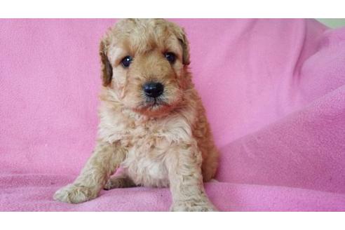 成約済の茨城県のミックス犬-15238の1枚目