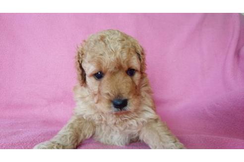 成約済の茨城県のミックス犬-15238の3枚目