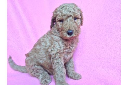成約済の茨城県のスタンダードプードル-14775の1枚目
