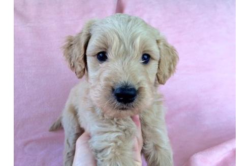 成約済の茨城県のミックス犬-14117の1枚目