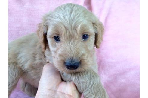 成約済の茨城県のミックス犬-14117の2枚目