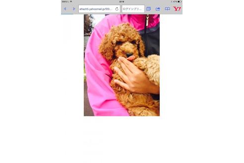 成約済の大分県のトイプードル-15240の3枚目