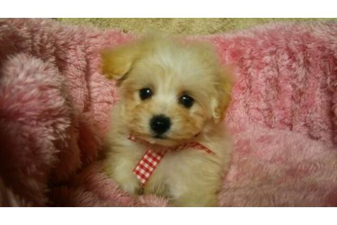 成約済の福岡県のミックス犬-15243の1枚目