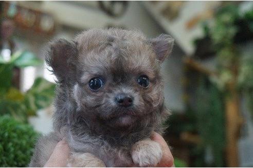成約済の京都府のミックス犬-15127の1枚目