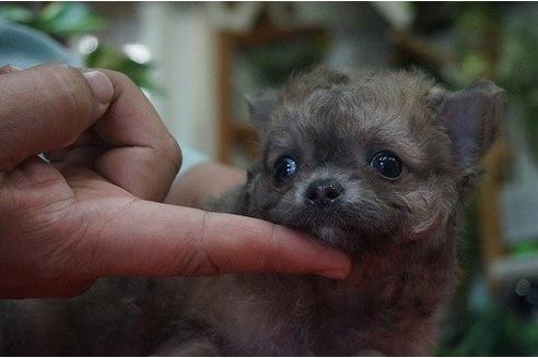 成約済の京都府のミックス犬-15127の3枚目